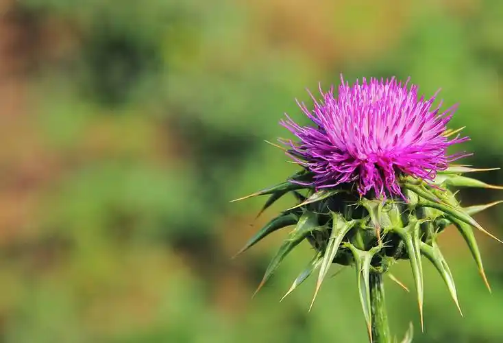 சிகிச்சையளிக்க சிலிமரின் என்ன நோய்களைப் பயன்படுத்தலாம்?